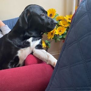 Meet your Posher, Luz